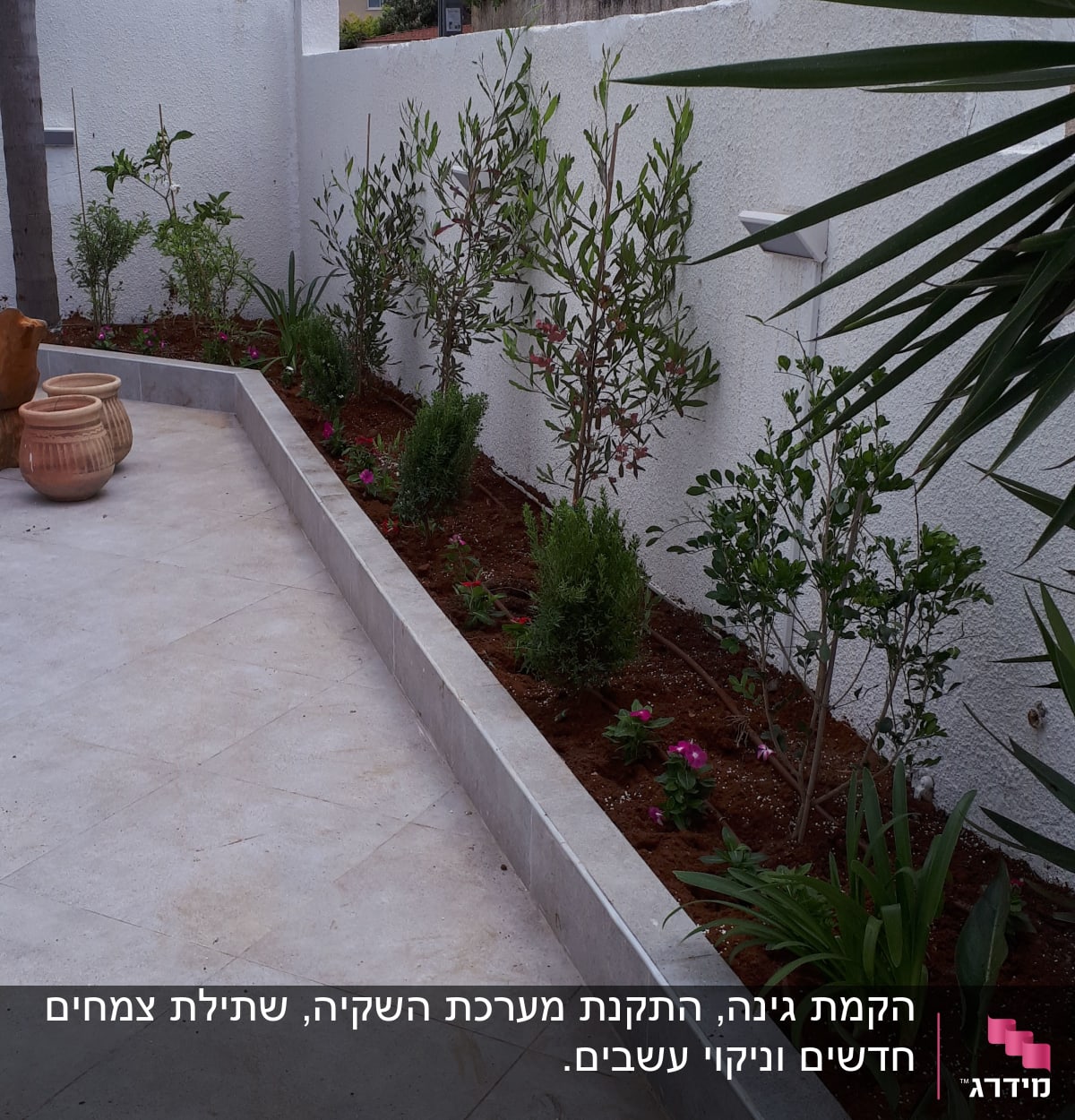 צמחים ופרחים בגינה לצד שביל מרוצף